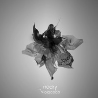 Nedry - Violaceae - Single