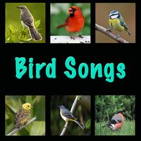 Birds - Bird Songs