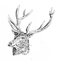 Black Deer - Black Deer