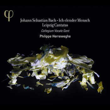 Collegium Vocale Gent, Philippe Herreweghe - Bach: Ich elender Mensch & Leipzig Cantatas
