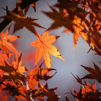 David Hall - Autumn Leaves
