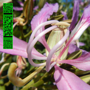 Avalon Emerson - Whities 013