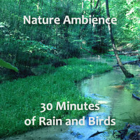 Audionym - Rain and Birds Nature Ambience (Rain, Ambience, Forest, Birds, Nature Sound, Wind, Weather, Atmosphere, Soothing, Background, Sleep)