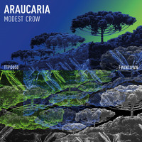 Modest Crow - Araucaria