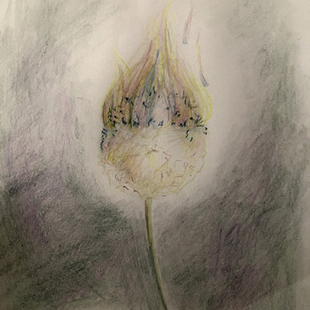 Mars - Dandelion Seed