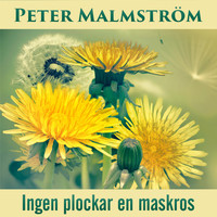 Peter Malmström - Ingen plockar en maskros