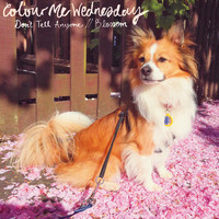 Colour Me Wednesday - Don't Tell Anyone // Blossom