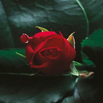 Nusrat Fateh Ali Khan & Michael Brook - Crest (Edit)