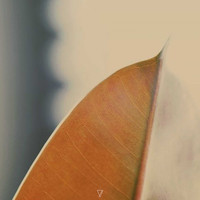 Anton Kubikov - Echoma