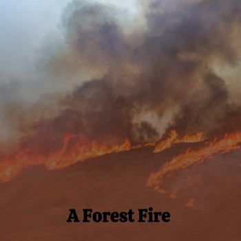 Various Artists - A Forest Fire