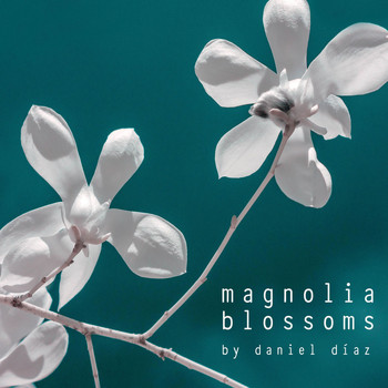 Daniel Diaz - Magnolia Blossoms