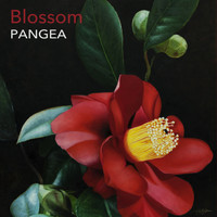 Pangea - Blossom