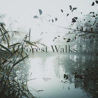 Forest Walks - A New Day