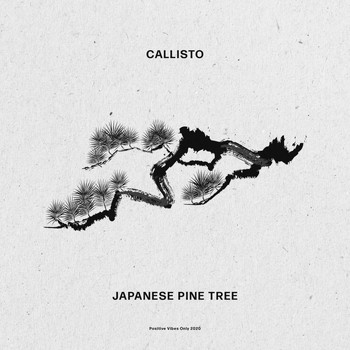 Callisto - Japanese Pine Tree