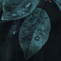 Water Soundscapes - Very Rousing Rain