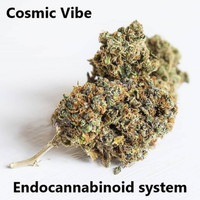 Cosmic Vibe - Endocannabinoid System