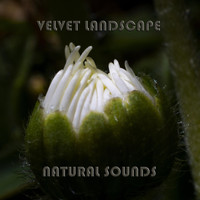 Velvet Landscape - Natural Sounds