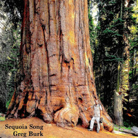 Greg Burk - Sequoia Song