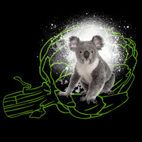 Artichoke - Koala