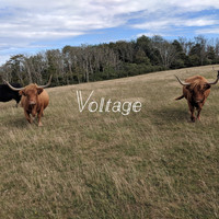 David Buckley - Voltage