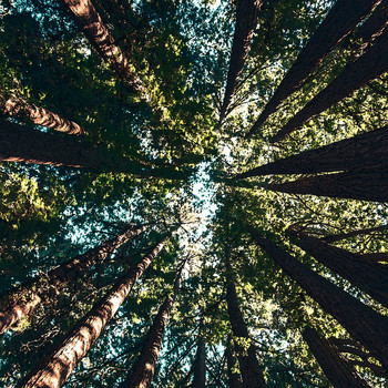 Jan & Dean - Power Trees
