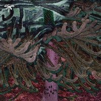 Kalupke - Consensual Love