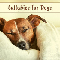 Lullabies for Babies Orchestra - Lullabies for Dogs - Relaxing Music for Stressed Pets