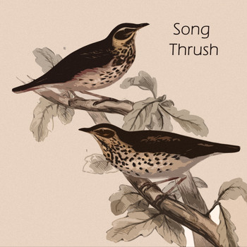 Bud Powell - Song Thrush
