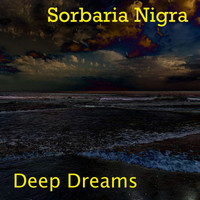 Sorbaria Nigra - Deep Dreams