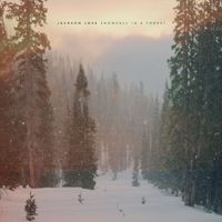 Jackson Love - Snowfall in a Forest