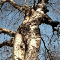 Leslie Keffer - Human Inosculation, Pt. 1