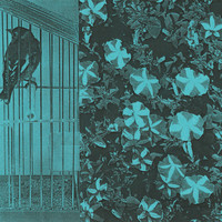 Tim Paris, C.A.R. - Albion