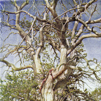 Jardin - Danse