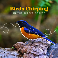 Calm Singing Birds Zone - Birds Chirping in the Secret Forest: Therapy Music for Stress Relief, Relaxation & Meditation