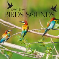 Calm Singing Birds Zone - World of Birds Sounds: Amazing Collection of Singing Birds, Relaxing Bird Songs, Nature Sounds