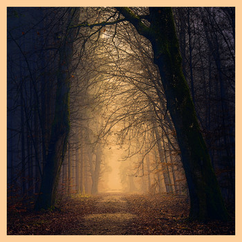 King Oliver - Light in the Dark Forest