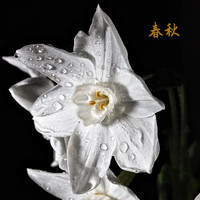 陈明 - 春秋