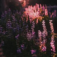 Northern Form - Taiga