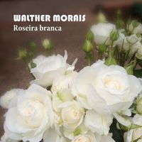 Walther Morais - Roseira Branca