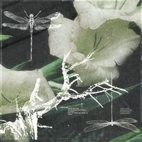 kurí - libélulas