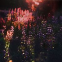 Northern Form - Minutia