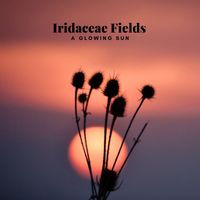 Iridaceae Fields - A Glowing Sun