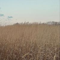 Arseny - Grass