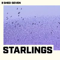 Shed Seven - Starlings