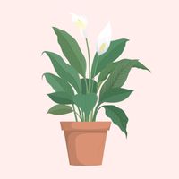 Growing - Peace Lily