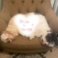 Elevator Food - Back to Therapy