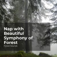 Forest Sounds, Ambient Forest, Rainforest Sounds - Nap with Beautiful Symphony of Forest