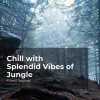 Forest Sounds, Ambient Forest, Rainforest Sounds - Chill with Splendid Vibes of Jungle