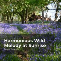 Forest Sounds, Ambient Forest, Rainforest Sounds - Harmonious Wild Melody at Sunrise
