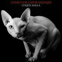 Coque Malla - Como los gatos salvajes (En directo)